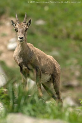 Capra Ibex