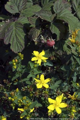 Raspberry and yellow flowers