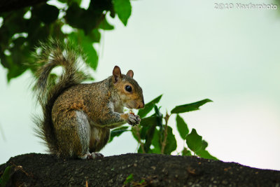 Sciurus carolinensis