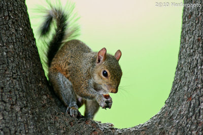 Sciurus carolinensis