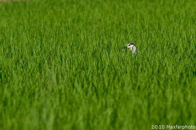 Nycticorax nycticorax