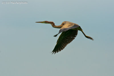 Ardea cinerea