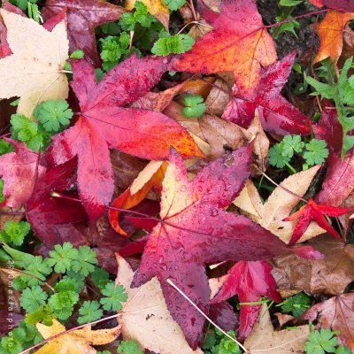 Red leaves