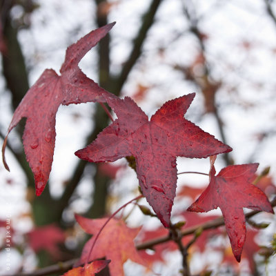 Red leaves