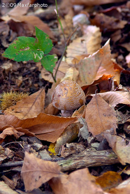 Amanita pantherina