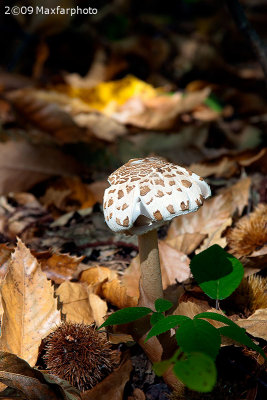 Macrolepiota procera