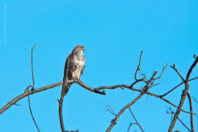 Buteo buteo