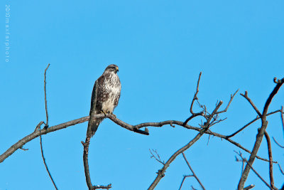 Buteo buteo