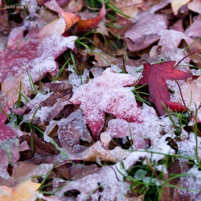 Leaves and some snow