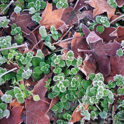 Frozen leaves