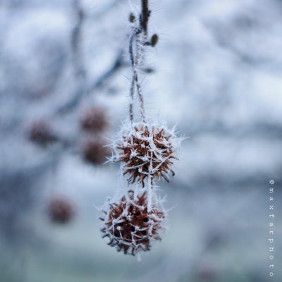 Frozen