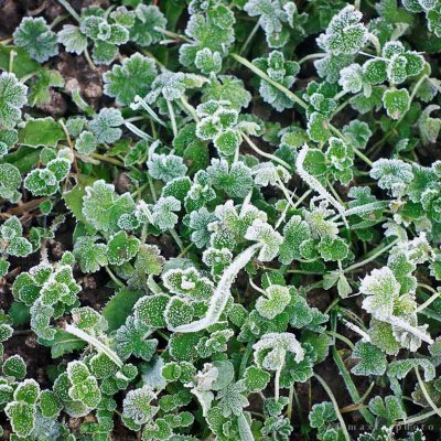 Frozen leaves