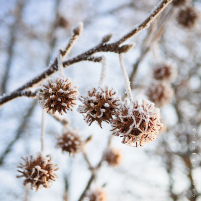 Frozen