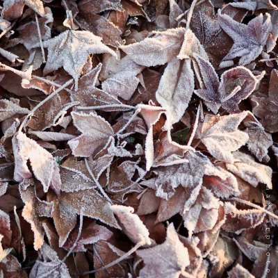 Frozen leaves