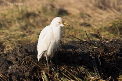 Bubulcus ibis