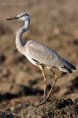 Ardea cinerea