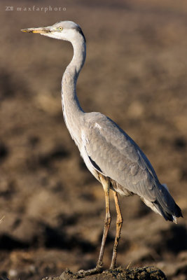 Ardea cinerea