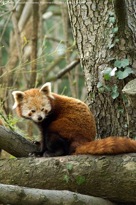 Ailurus Fulgens