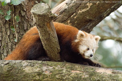 Ailurus Fulgens