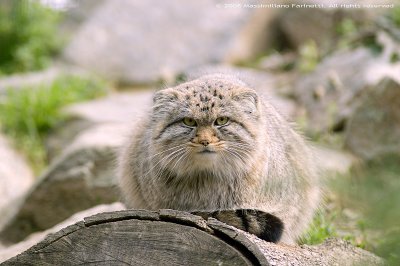 Felis Manul