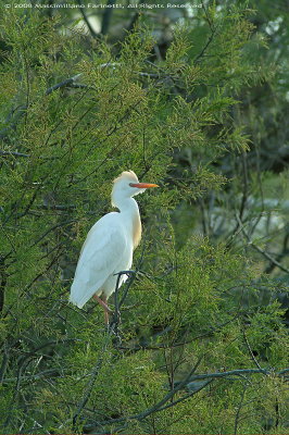 Bubulcus Ibis