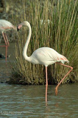 Phoenicopterus Ruber