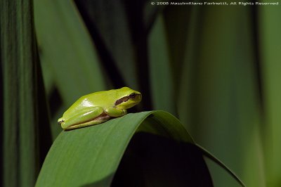 Tree frog