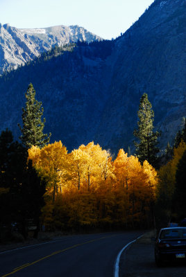 Fall in Eastern Sierra 2008