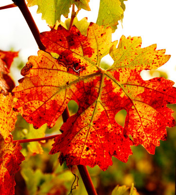 Fall Colors