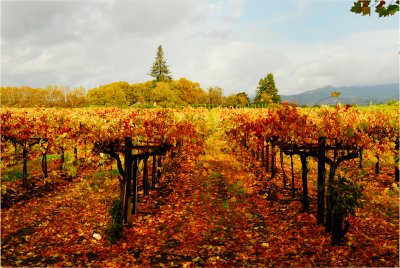 DSC_0353.jpg