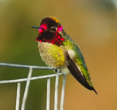 Male Humming Bird
