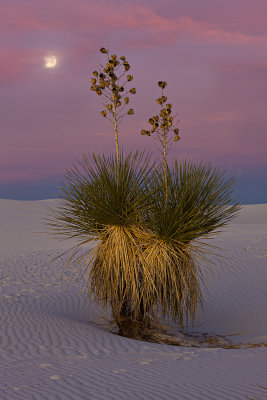 Yucca and Moon