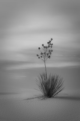 Yucca Soft and Subtle