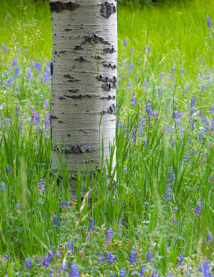 Aspen and Lupine in North Rim meadow