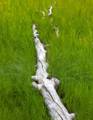 Lush green grasses cradle a fallen aspen in North Rim meadow