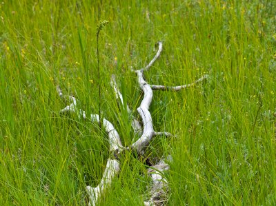 Lush green grasses cradle a fallen aspen branches in North Rim meadow