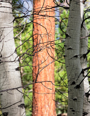 Tangled aspen branches against the Ponderosa pine. North Rim