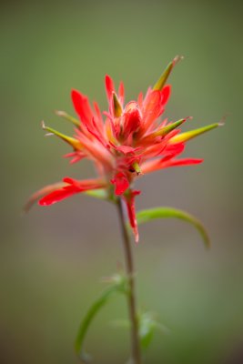 Lay-and-Collie's Indian-paintbrush, Castilleja affinis -- North Rim Trail