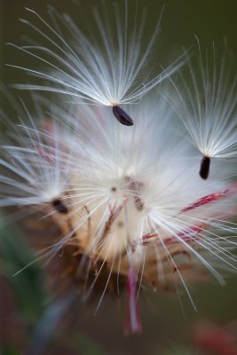 Arizona Thistle (Cirsium Arizonicum) sends seed afloat 