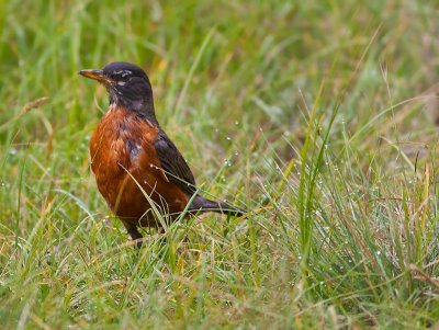 American Robin is the early bird waiting for those worms
