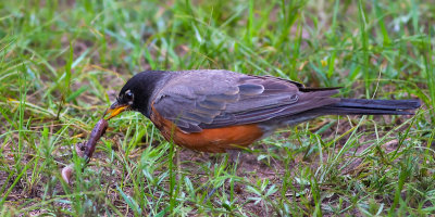 American Robin get the worm