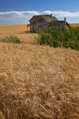 Palouse16.jpg