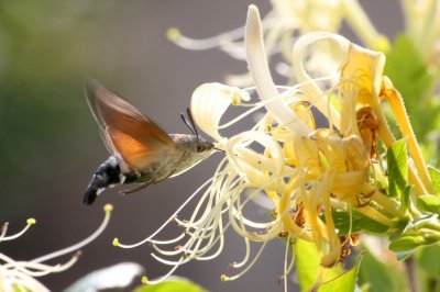 Hummingbird Hawk Moth