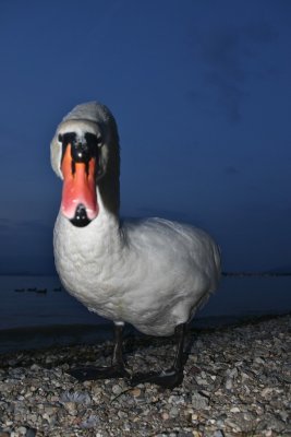Evil Swan