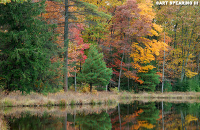 Weiser State Forest Reflection #3
