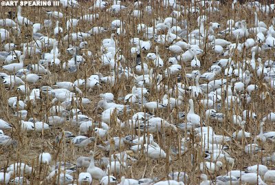 Snow Geese in a Corn Field