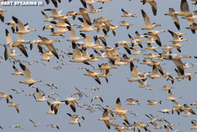 Snow Geese at Middle Creek #23