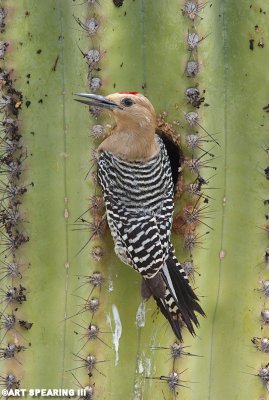 Gila Woodpecker and Sagauro Cactus