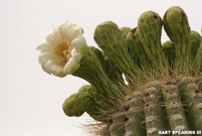 Saguaro Cactus Flower