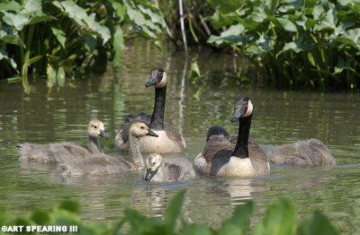Canada Goose Family Minus A Head